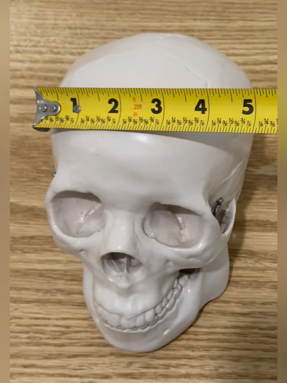 Restoration Hardware Skull Human Life Size Resin Vintage RH Y2K Halloween
